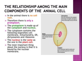  In the animal there is no cell
wall.
 Therefore there is only a
protoplasm.
 The protoplasm is made up of
the cytoplasm and nucleus.
 The cytoplasm contains the
following organelles cell
membrane, mitochondria, ER,
dictyosomes and ribosome.
 The nucleus is the same as
the one in the plant cell.
 The most important thing
about the nucleus is that it is
bound by the nuclear
membrane.
 