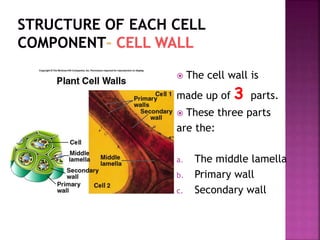  The cell wall is
made up of 3 parts.
 These three parts
are the:
a. The middle lamella
b. Primary wall
c. Secondary wall
 