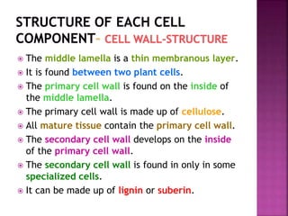  The middle lamella is a thin membranous layer.
 It is found between two plant cells.
 The primary cell wall is found on the inside of
the middle lamella.
 The primary cell wall is made up of cellulose.
 All mature tissue contain the primary cell wall.
 The secondary cell wall develops on the inside
of the primary cell wall.
 The secondary cell wall is found in only in some
specialized cells.
 It can be made up of lignin or suberin.
 