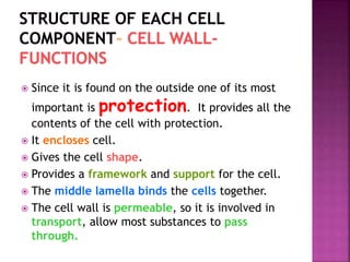 Since it is found on the outside one of its most
important is protection. It provides all the
contents of the cell with protection.
 It encloses cell.
 Gives the cell shape.
 Provides a framework and support for the cell.
 The middle lamella binds the cells together.
 The cell wall is permeable, so it is involved in
transport, allow most substances to pass
through.
 