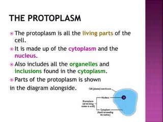  The protoplasm is all the living parts of the
cell.
 It is made up of the cytoplasm and the
nucleus.
 Also includes all the organelles and
inclusions found in the cytoplasm.
 Parts of the protoplasm is shown
in the diagram alongside.
 