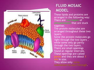 These lipids and proteins are
arranged in the following way:
There are two layers of
phospholipids that are stuck
together.
The protein molecules are
arranged throughout these two
layers.
Some the protein molecules go
right through the two layers ,
while some only go partly
through the two layers.
There are small openings
found at regular intervals.
These openings are called
pores and they are about 1
nm in size.
They allow only some
substances to pass through.
 
