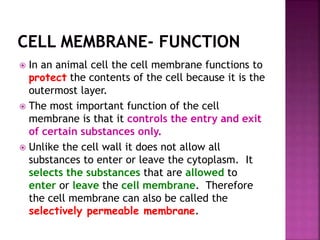  In an animal cell the cell membrane functions to
protect the contents of the cell because it is the
outermost layer.
 The most important function of the cell
membrane is that it controls the entry and exit
of certain substances only.
 Unlike the cell wall it does not allow all
substances to enter or leave the cytoplasm. It
selects the substances that are allowed to
enter or leave the cell membrane. Therefore
the cell membrane can also be called the
selectively permeable membrane.
 