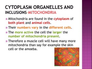  Mitochondria are found in the cytoplasm of
both plant and animal cells.
 Their numbers vary in the different cells.
 The more active the cell the larger the
number of mitochondria present.
 Therefore a muscle cell will have many more
mitochondria than say for example the skin
cell or the amoeba.
 