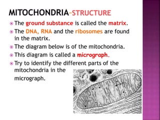  The ground substance is called the matrix.
 The DNA, RNA and the ribosomes are found
in the matrix.
 The diagram below is of the mitochondria.
 This diagram is called a micrograph.
 Try to identify the different parts of the
mitochondria in the
micrograph.
 