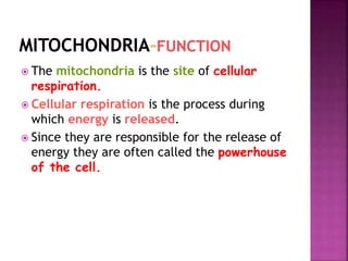  The mitochondria is the site of cellular
respiration.
 Cellular respiration is the process during
which energy is released.
 Since they are responsible for the release of
energy they are often called the powerhouse
of the cell.
 