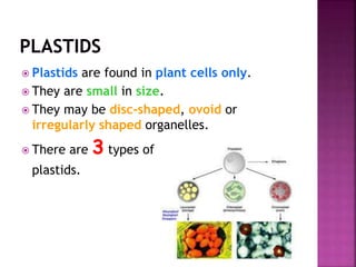  Plastids are found in plant cells only.
 They are small in size.
 They may be disc-shaped, ovoid or
irregularly shaped organelles.
 There are 3 types of
plastids.
 