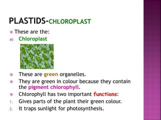  These are the:
a) Chloroplast
 These are green organelles.
 They are green in colour because they contain
the pigment chlorophyll.
 Chlorophyll has two important functions:
1. Gives parts of the plant their green colour.
2. It traps sunlight for photosynthesis.
 