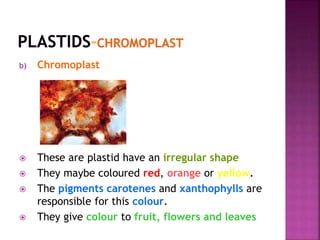 b) Chromoplast
 These are plastid have an irregular shape
 They maybe coloured red, orange or yellow.
 The pigments carotenes and xanthophylls are
responsible for this colour.
 They give colour to fruit, flowers and leaves
 