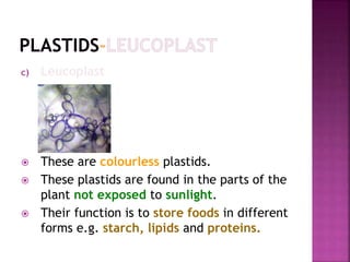 c) Leucoplast
 These are colourless plastids.
 These plastids are found in the parts of the
plant not exposed to sunlight.
 Their function is to store foods in different
forms e.g. starch, lipids and proteins.
 