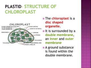  The chloroplast is a
disc shaped
organelle.
 It is surrounded by a
double membrane,
an inner and outer
membrane
 A ground substance
is found within the
double membrane.
 