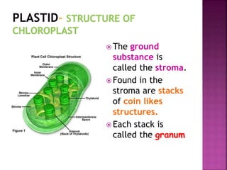 The ground
substance is
called the stroma.
 Found in the
stroma are stacks
of coin likes
structures.
 Each stack is
called the granum
 