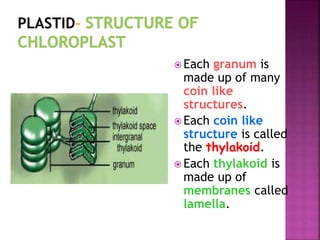  Each granum is
made up of many
coin like
structures.
 Each coin like
structure is called
the thylakoid.
 Each thylakoid is
made up of
membranes called
lamella.
 