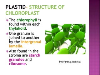  The chlorophyll is
found within each
thylakoid.
 One granum is
joined to another
by the intergranal
lamella.
 Also found in the
stroma are starch
granules and
ribosome.
Intergranal lamella
 