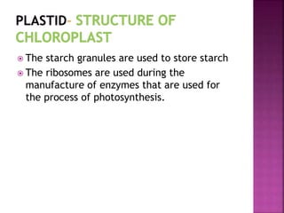  The starch granules are used to store starch
 The ribosomes are used during the
manufacture of enzymes that are used for
the process of photosynthesis.
 