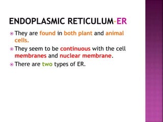  They are found in both plant and animal
cells.
 They seem to be continuous with the cell
membranes and nuclear membrane.
 There are two types of ER.
 