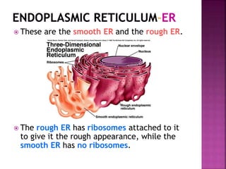  These are the smooth ER and the rough ER.
 The rough ER has ribosomes attached to it
to give it the rough appearance, while the
smooth ER has no ribosomes.
 