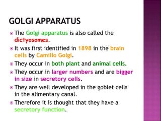  The Golgi apparatus is also called the
dictyosomes.
 It was first identified in 1898 in the brain
cells by Camillo Golgi.
 They occur in both plant and animal cells.
 They occur in larger numbers and are bigger
in size in secretory cells.
 They are well developed in the goblet cells
in the alimentary canal.
 Therefore it is thought that they have a
secretory function.
 