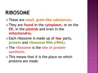  These are small, grain-like substances.
 They are found in the cytoplasm, or on the
ER, in the plastids and even in the
mitochondria.
 Each ribosome is made up of two parts,
protein and ribosomal RNA (rRNA).
 The ribosome is the site of protein
synthesis.
 This means that it is the place on which
proteins are made.
 