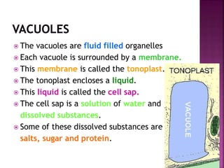  The vacuoles are fluid filled organelles
 Each vacuole is surrounded by a membrane.
 This membrane is called the tonoplast.
 The tonoplast encloses a liquid.
 This liquid is called the cell sap.
 The cell sap is a solution of water and
dissolved substances.
 Some of these dissolved substances are
salts, sugar and protein.
 