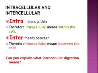Intra means within
 Therefore intracellular means within the
cell.
Inter means between.
 Therefore intercellular means between the
cells.
Can you explain what intracellular digestion
means?
 
