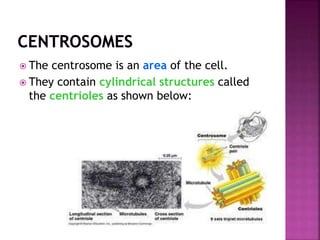  The centrosome is an area of the cell.
 They contain cylindrical structures called
the centrioles as shown below:
 