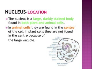  The nucleus is a large, darkly stained body
found in both plant and animal cells.
 In animal cells they are found in the centre
of the cell in plant cells they are not found
in the centre because of
the large vacuole.
 