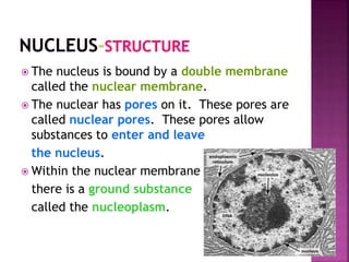  The nucleus is bound by a double membrane
called the nuclear membrane.
 The nuclear has pores on it. These pores are
called nuclear pores. These pores allow
substances to enter and leave
the nucleus.
 Within the nuclear membrane
there is a ground substance
called the nucleoplasm.
 