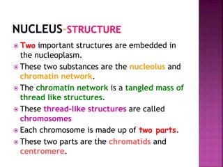  Two important structures are embedded in
the nucleoplasm.
 These two substances are the nucleolus and
chromatin network.
 The chromatin network is a tangled mass of
thread like structures.
 These thread-like structures are called
chromosomes
 Each chromosome is made up of two parts.
 These two parts are the chromatids and
centromere.
 