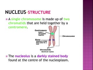  A single chromosome is made up of two
chromatids that are held together by a
centromere.
 The nucleolus is a darkly stained body
found at the centre of the nucleoplasm.
 