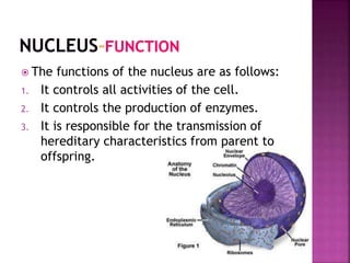  The functions of the nucleus are as follows:
1. It controls all activities of the cell.
2. It controls the production of enzymes.
3. It is responsible for the transmission of
hereditary characteristics from parent to
offspring.
 