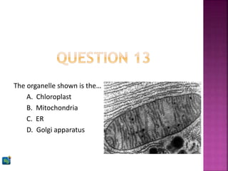 The organelle shown is the…
A. Chloroplast
B. Mitochondria
C. ER
D. Golgi apparatus
 