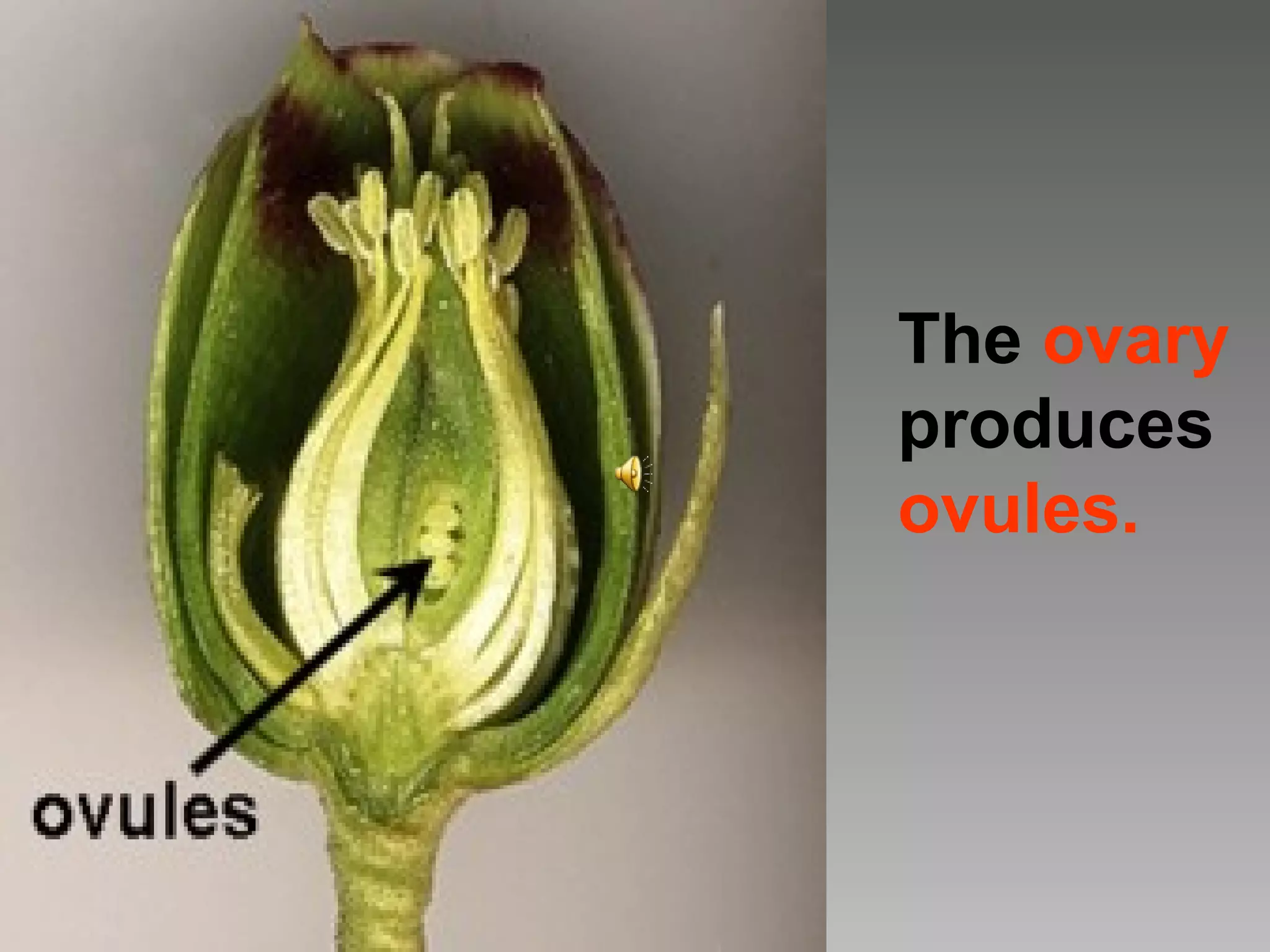 The ovary
produces
ovules.
 