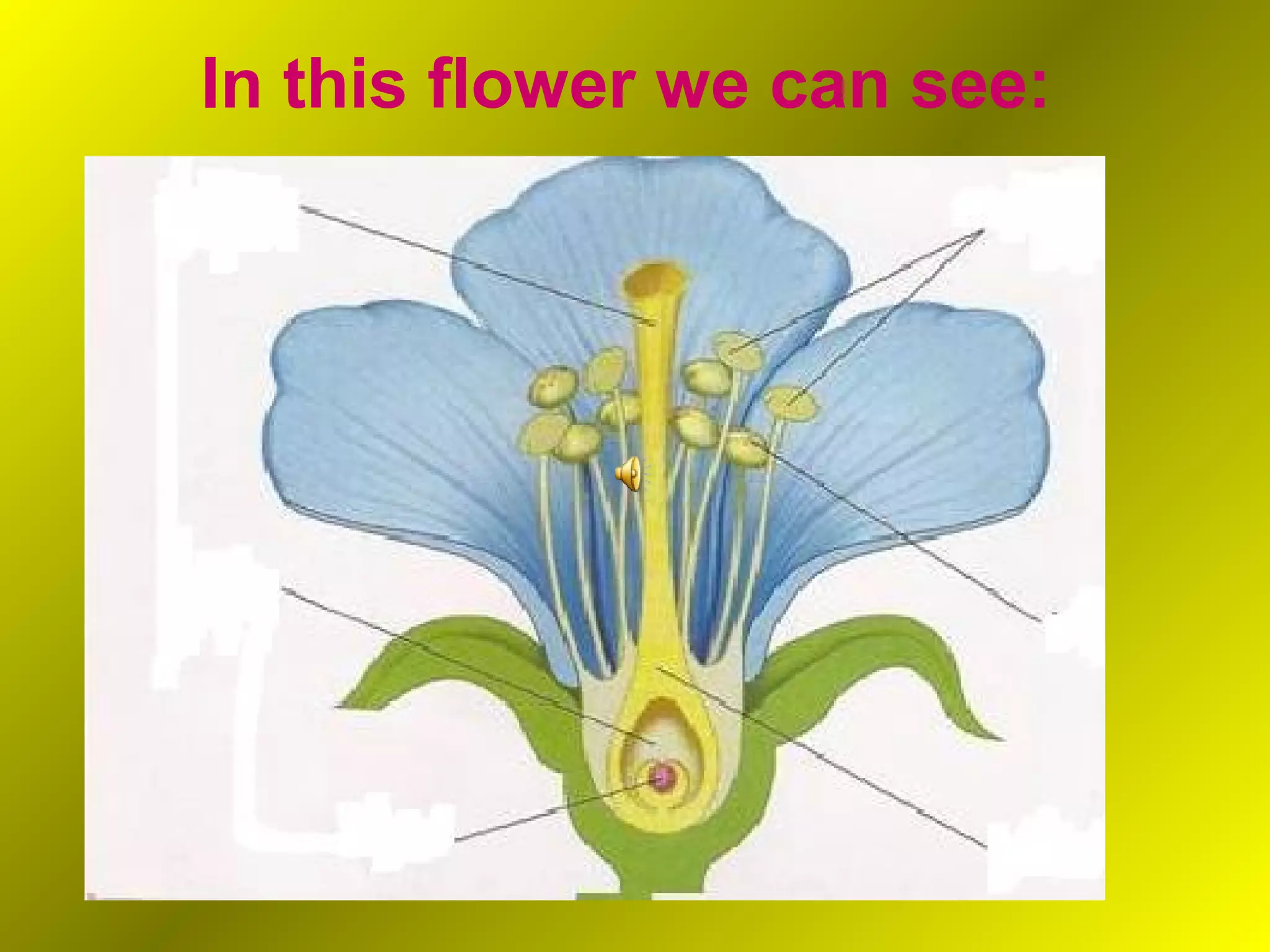 In this flower we can see:
 