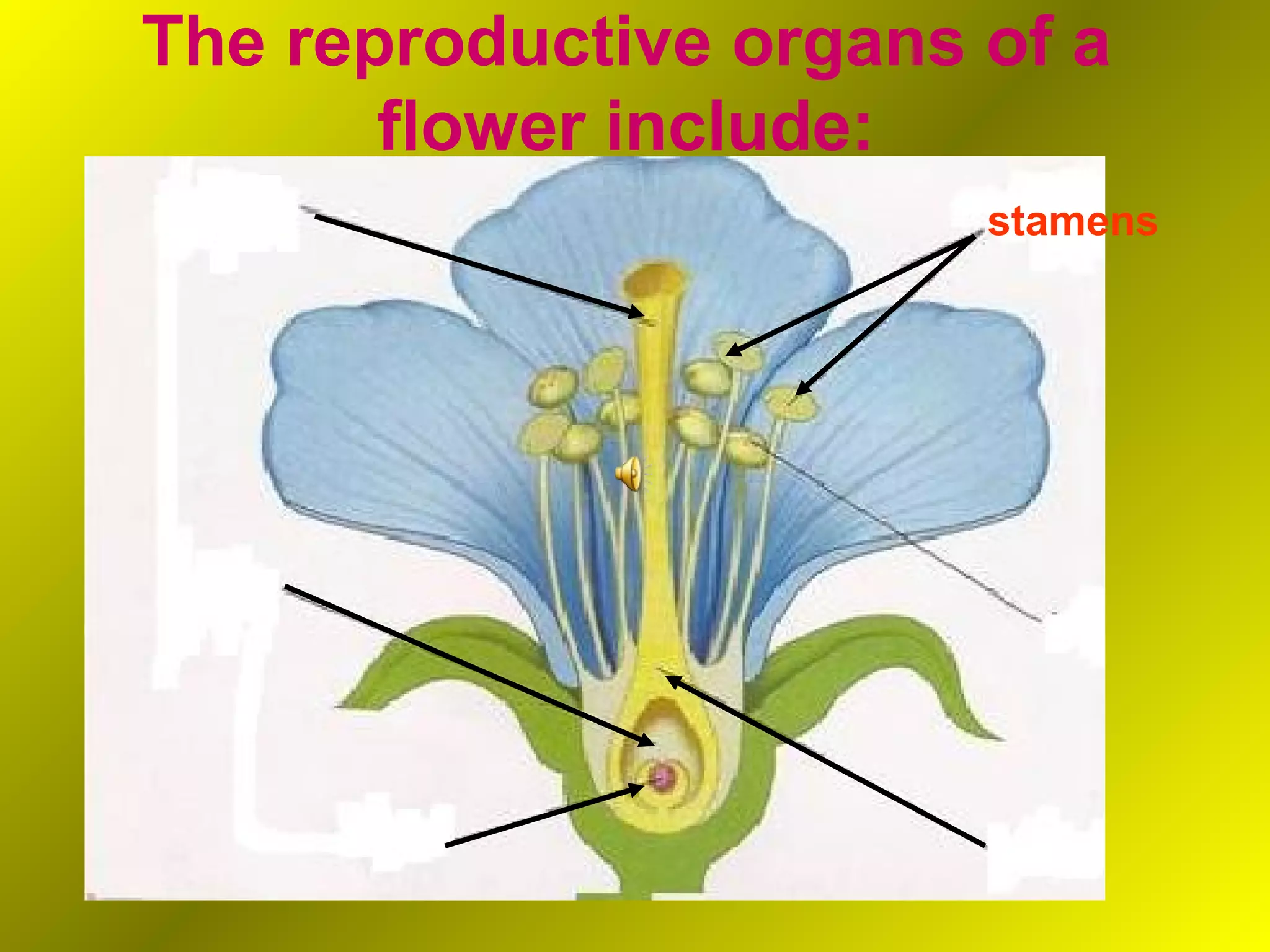 The reproductive organs of a
       flower include:
                        stamens
 