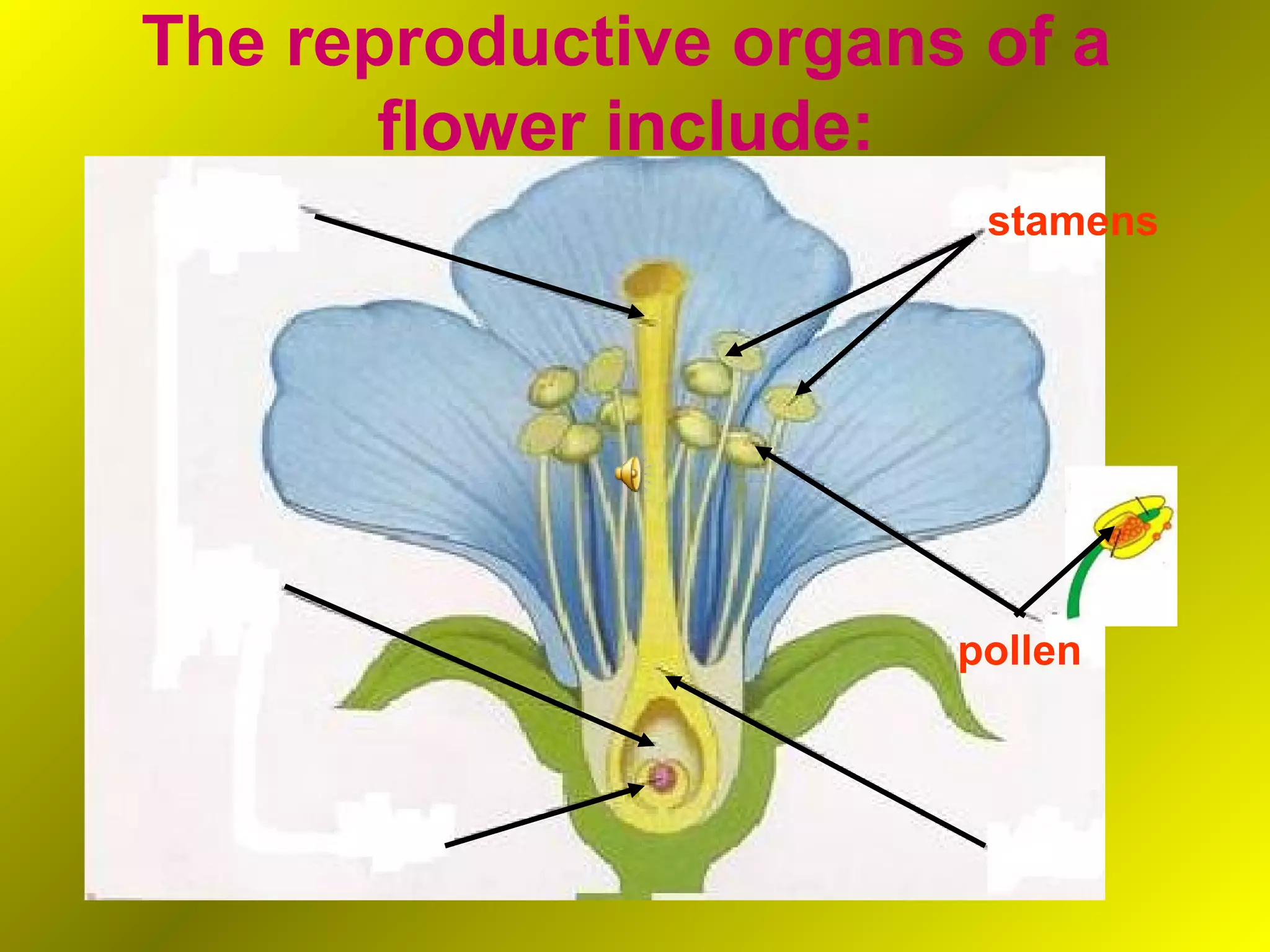 The reproductive organs of a
       flower include:
                        stamens




                       pollen
 