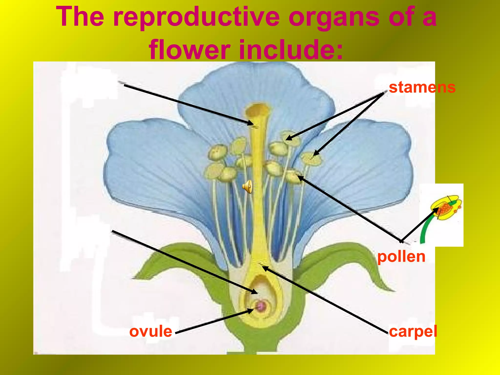 The reproductive organs of a
       flower include:
                        stamens




                       pollen



     ovule              carpel
 