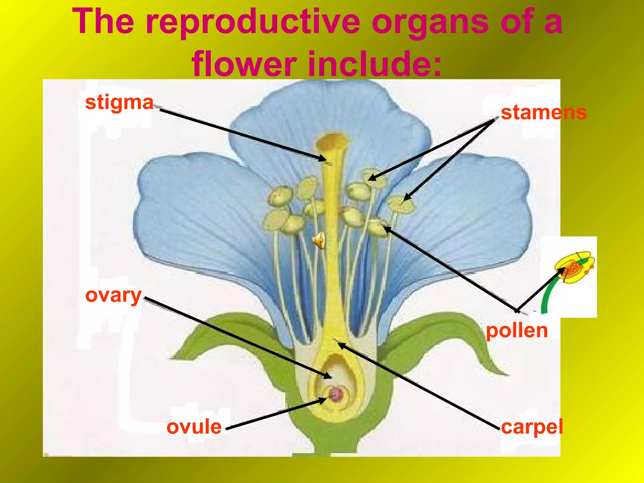 The reproductive organs of a
       flower include:
stigma                  stamens




ovary
                       pollen



         ovule          carpel
 