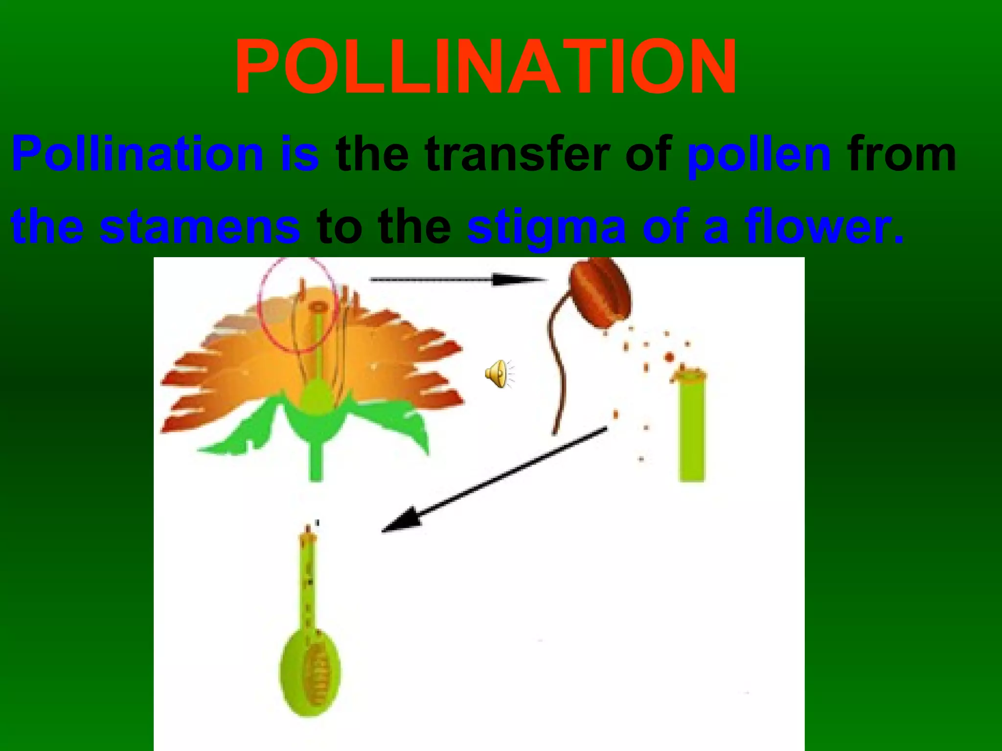 POLLINATION
Pollination is the transfer of pollen from
the stamens to the stigma of a flower.
 