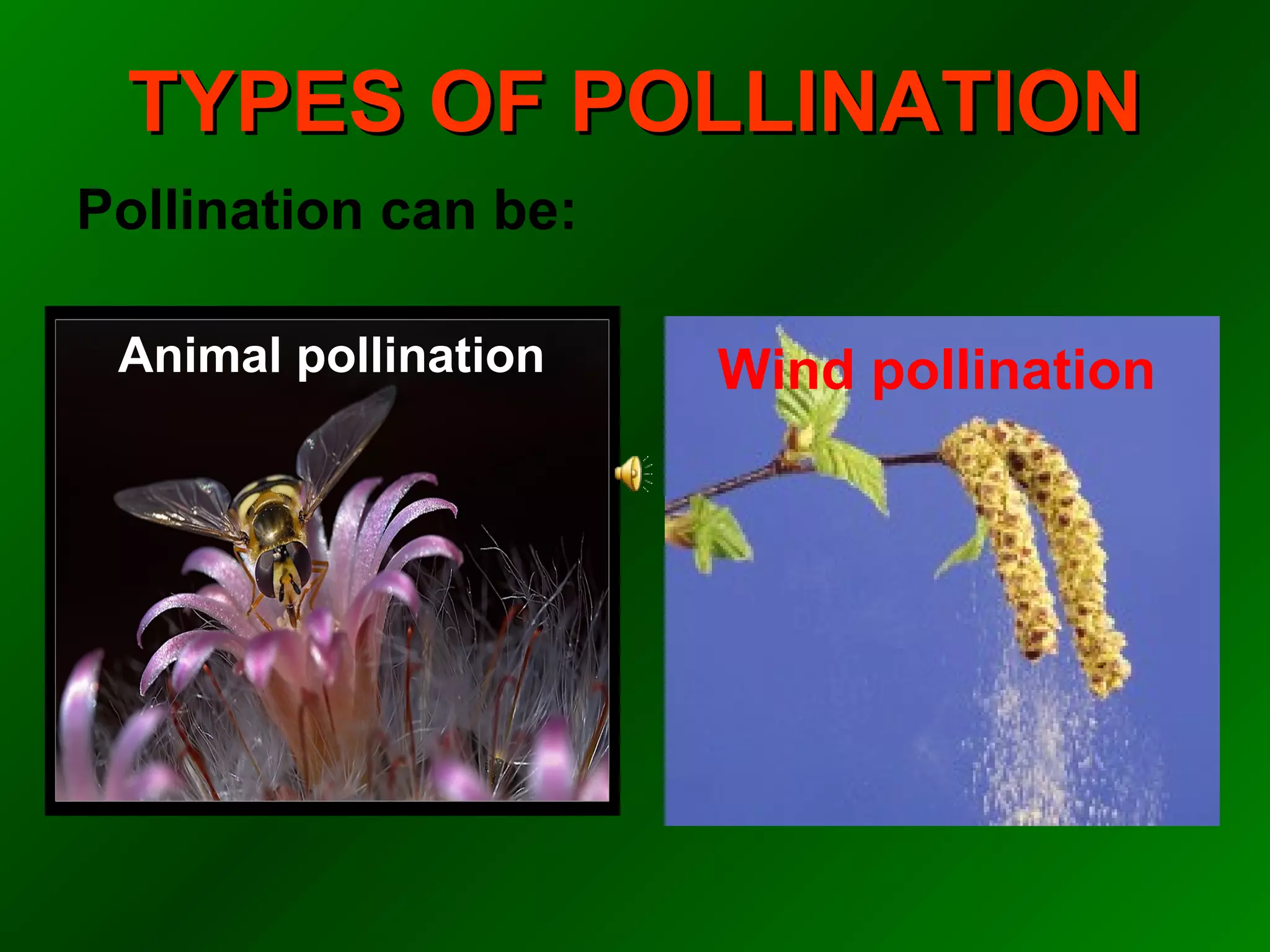 TYPES OF POLLINATION
Pollination can be:

 Animal pollination   Wind pollination
 
