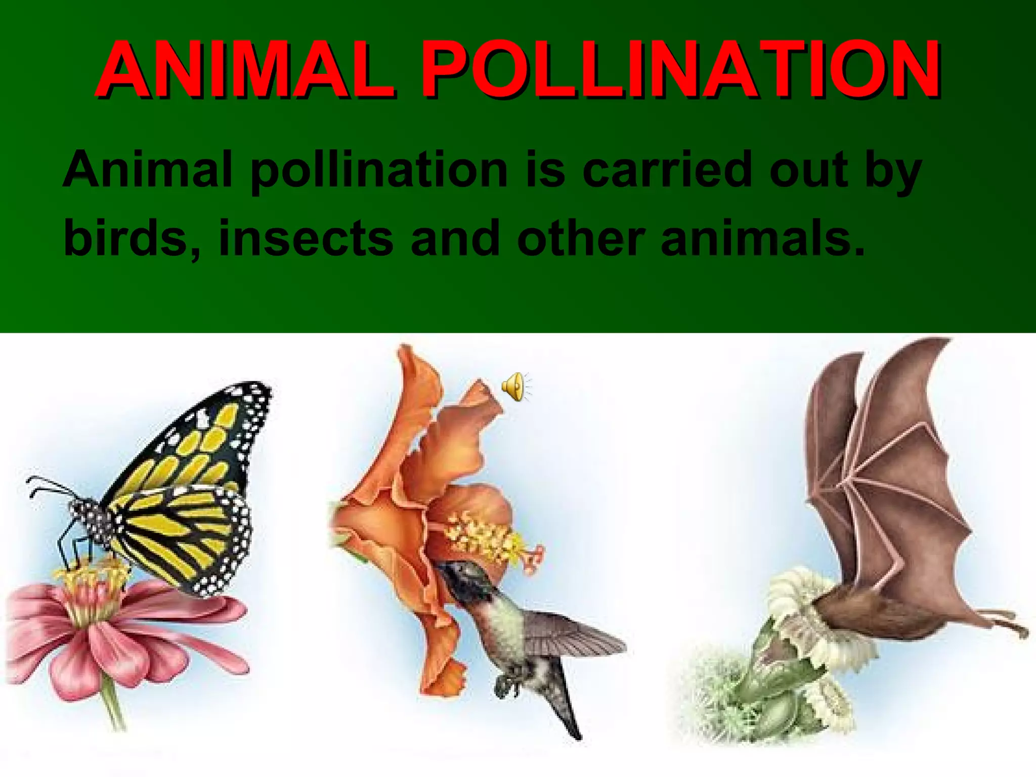 ANIMAL POLLINATION
Animal pollination is carried out by
birds, insects and other animals.
 
