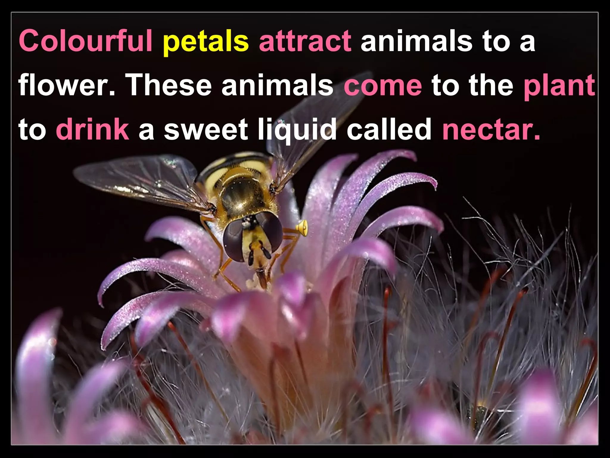 Colourful petals attract animals to a
flower. These animals come to the plant
to drink a sweet liquid called nectar.
 