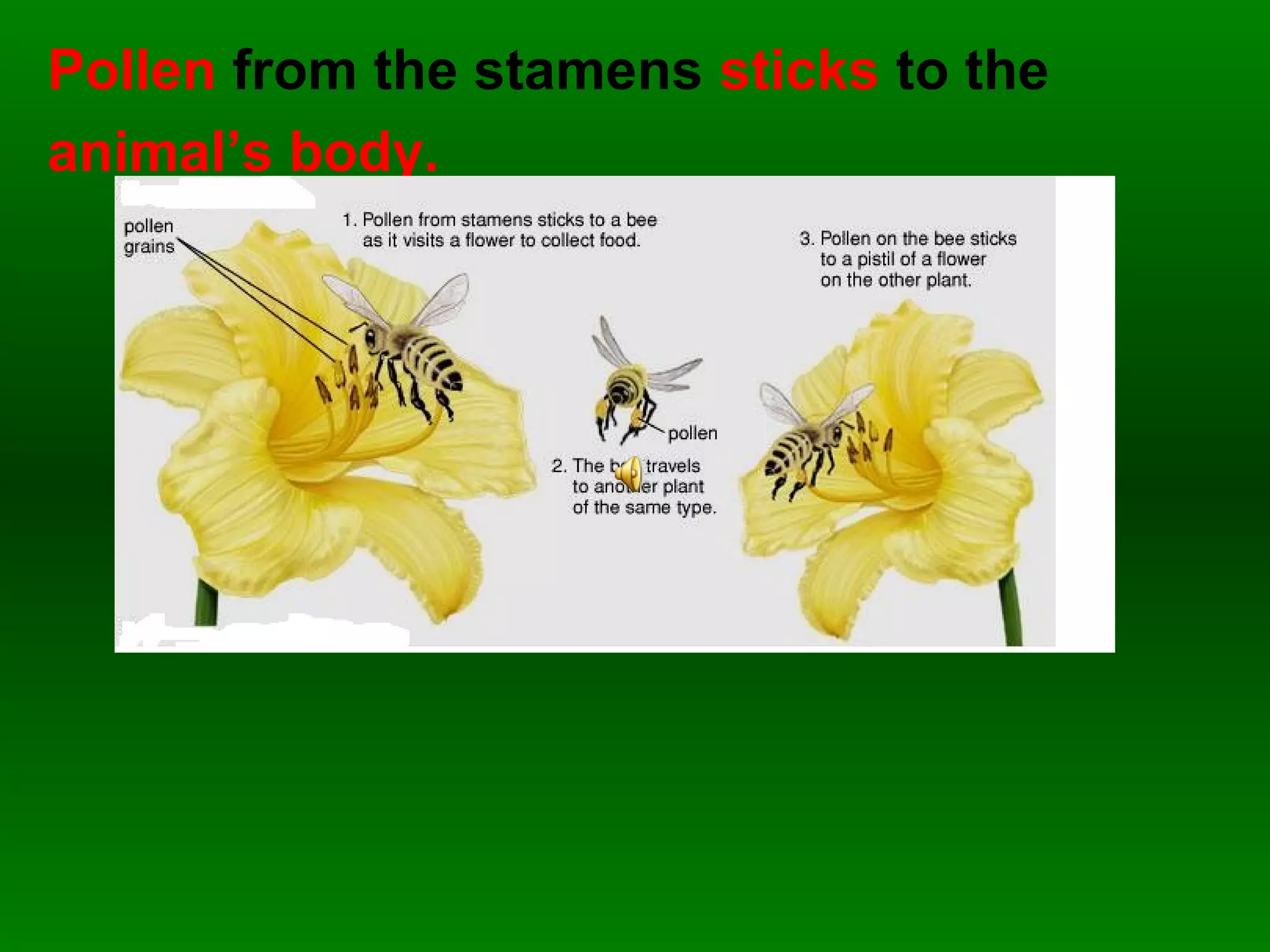 Pollen from the stamens sticks to the
animal’s body.
 