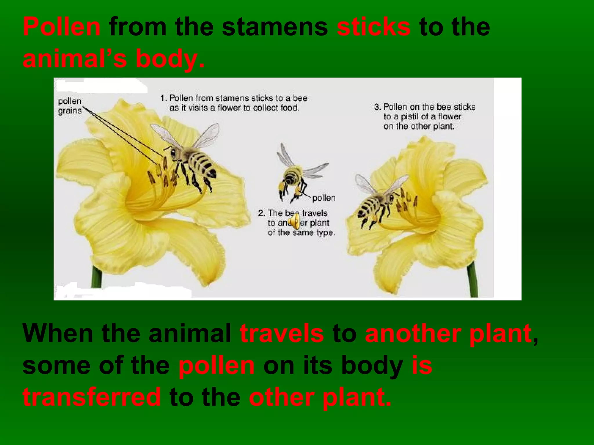 Pollen from the stamens sticks to the
animal’s body.




When the animal travels to another plant,
some of the pollen on its body is
transferred to the other plant.
 