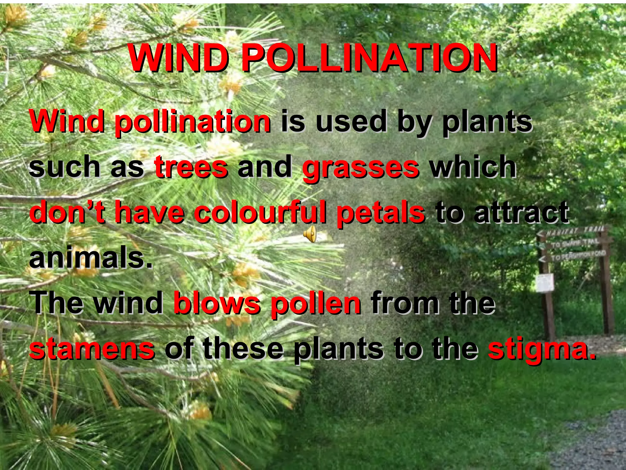 WIND POLLINATION
Wind pollination is used by plants
such as trees and grasses which
don’t have colourful petals to attract
animals.
The wind blows pollen from the
stamens of these plants to the stigma.
 