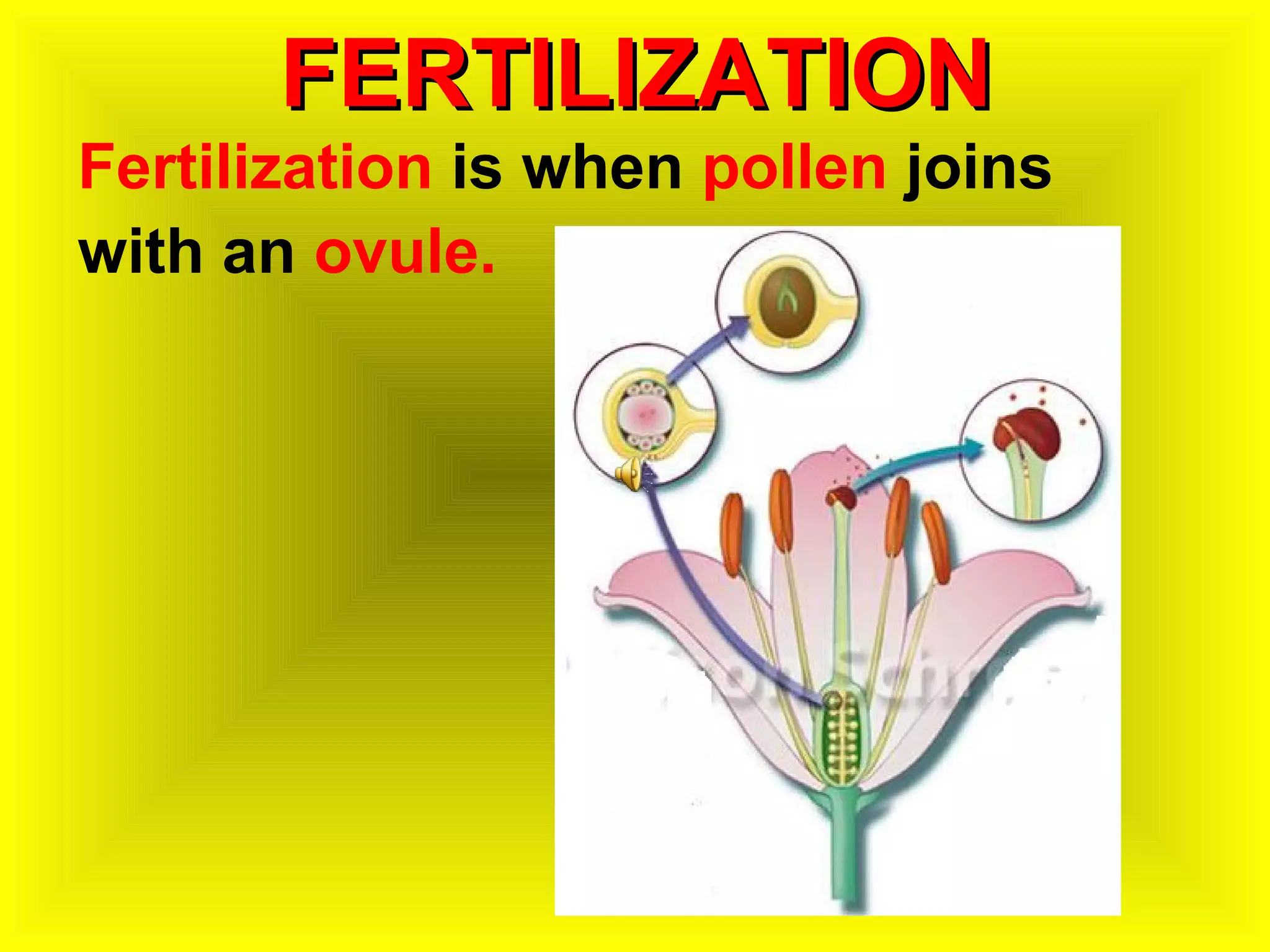 FERTILIZATION
Fertilization is when pollen joins
with an ovule.
 