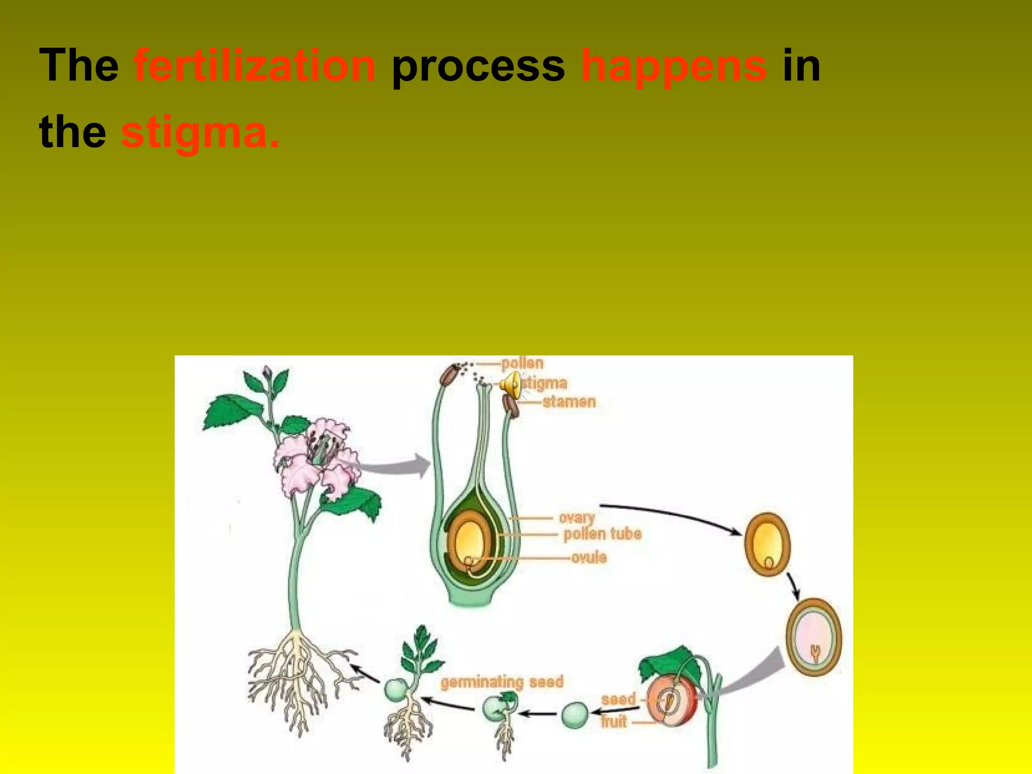 The fertilization process happens in
the stigma.
 