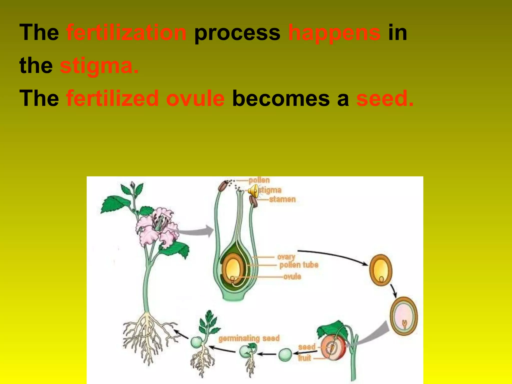 The fertilization process happens in
the stigma.
The fertilized ovule becomes a seed.
 