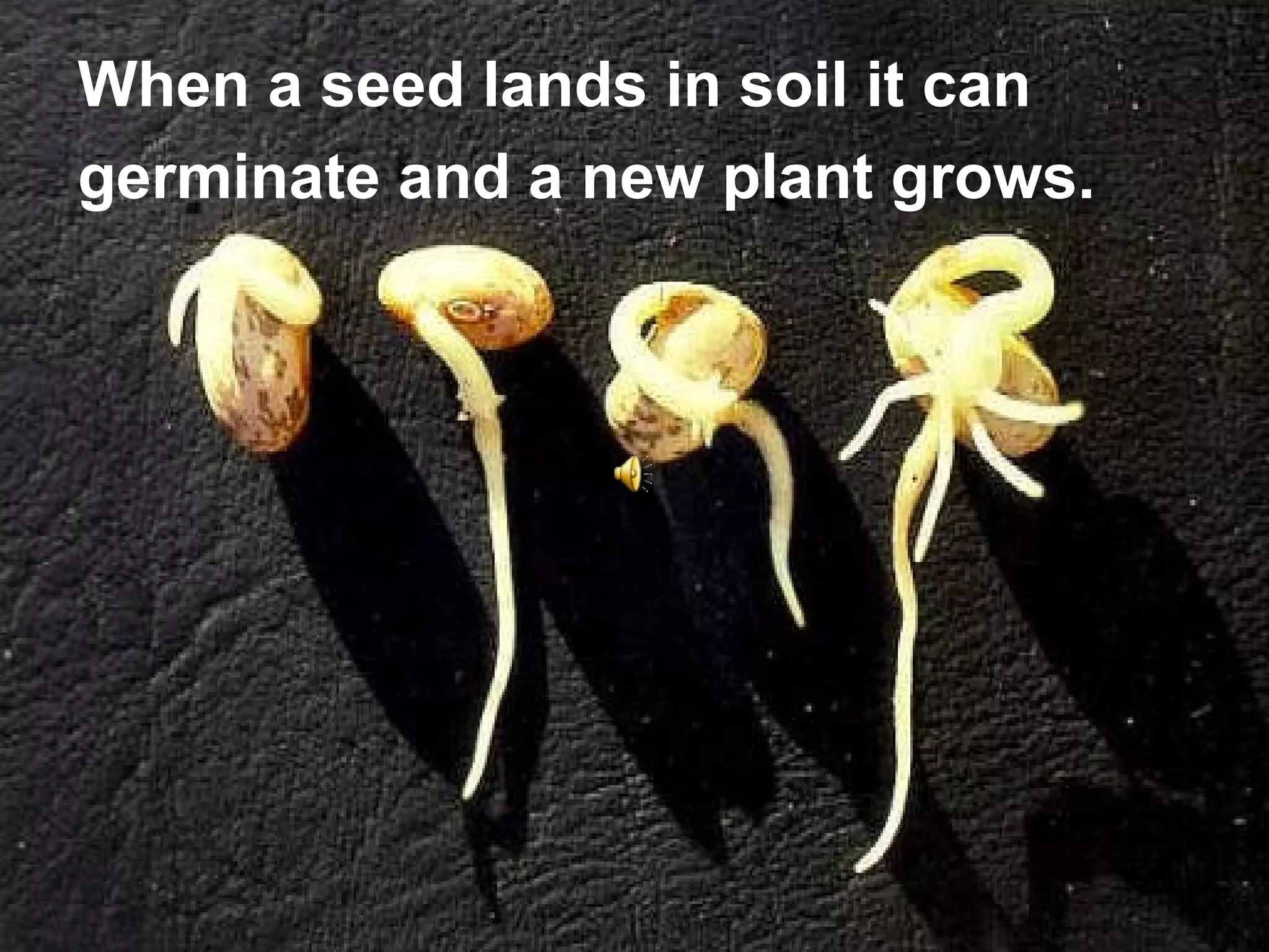 When a seed lands in soil it can
germinate and a new plant grows.
 