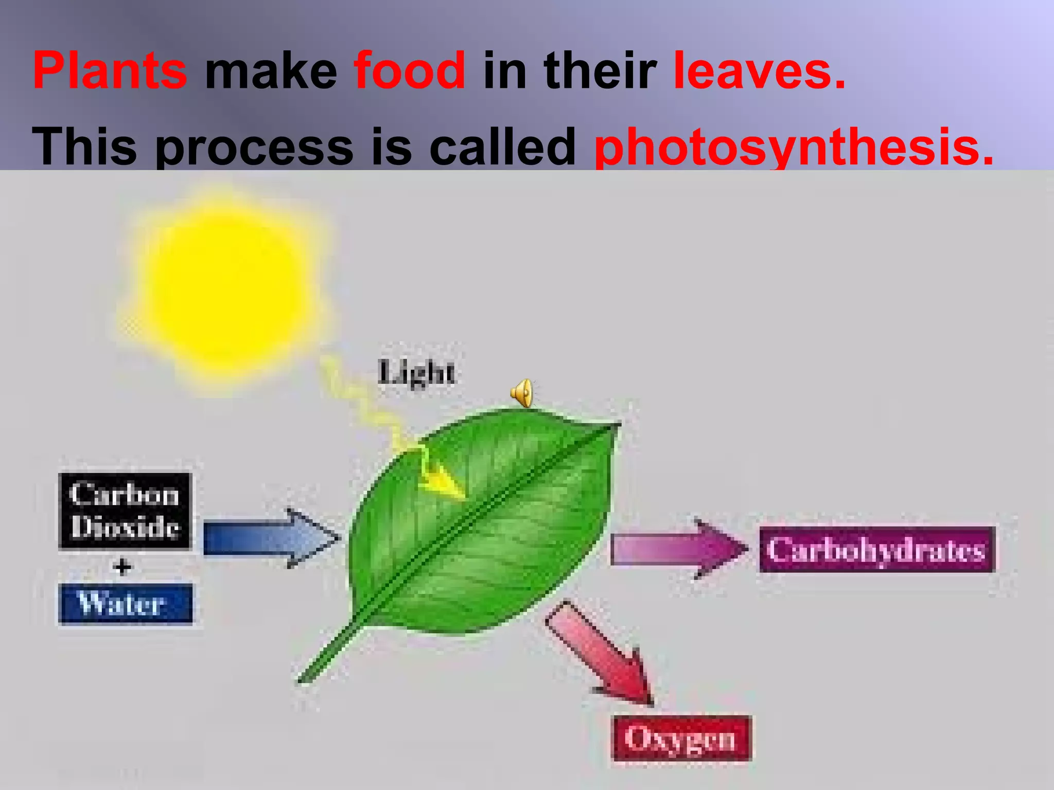 Plants make food in their leaves.
This process is called photosynthesis.
 
